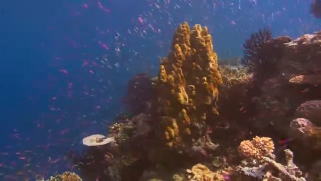 10 морских гигантов попавших в объектив камеры смотреть онлайн