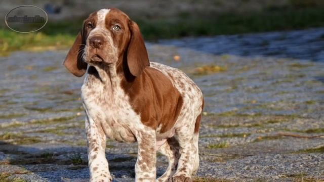 Bracco Italiano (Italian Pointing Dog) / Raza De Perro