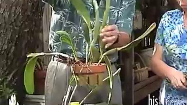 Orchid Care: Phalaenopsis Orchid Care смотреть онлайн