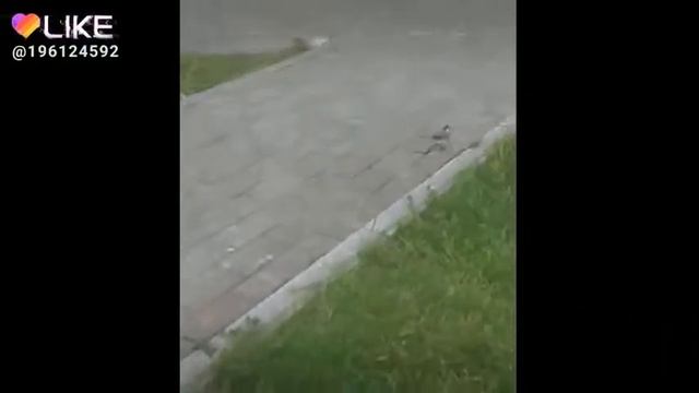 Трясогуски смотреть онлайн