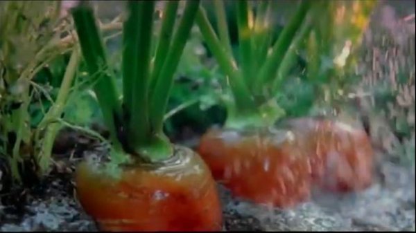 Реклама Gerber (2012) Реклама Для Нейросети