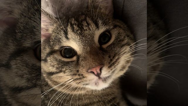 Спокойный звук засыпающей мурлыкающей кошки смотреть онлайн