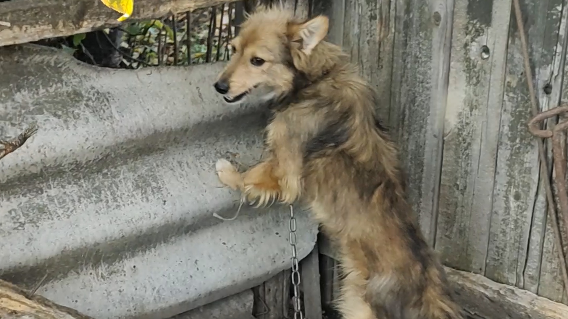 Пёс Букет хочет убежать со двора смотреть онлайн
