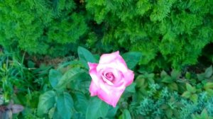 Чайно-гибридная роза "Парадиз". Лето 2021.