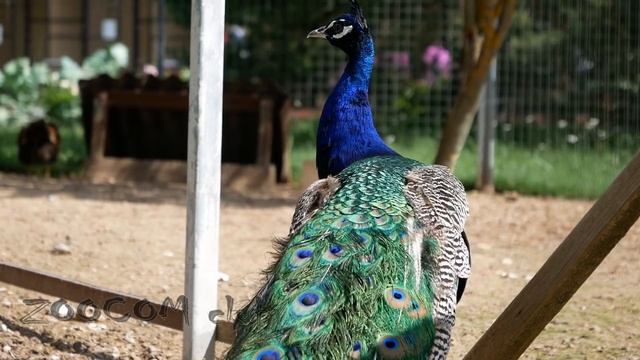 От скворца и до страуса. Парк Птиц Воробьи летом. смотреть онлайн