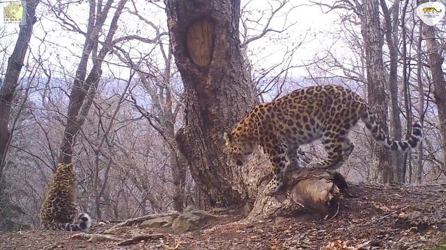 Новые котята леопарда попали на видео «вместе» с тиграми и медведями смотреть онлайн