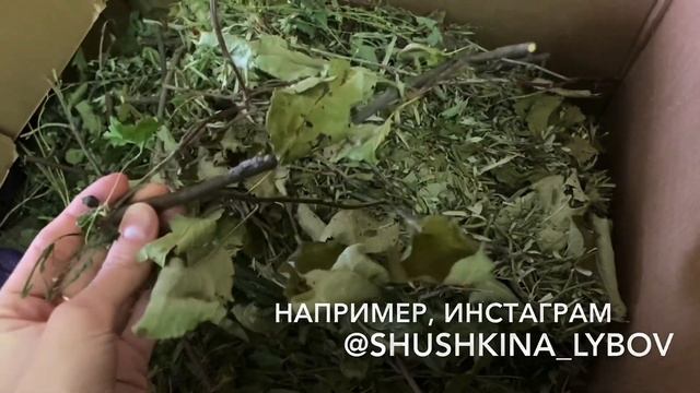 Питание шиншилл (инструкция по кормлению). Как и чем кормить шиншиллу? смотреть онлайн