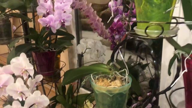 Цветут цветут не переставая мои орхидеи !!🌺🌺🍀🍀🌸🌸🌸 смотреть онлайн