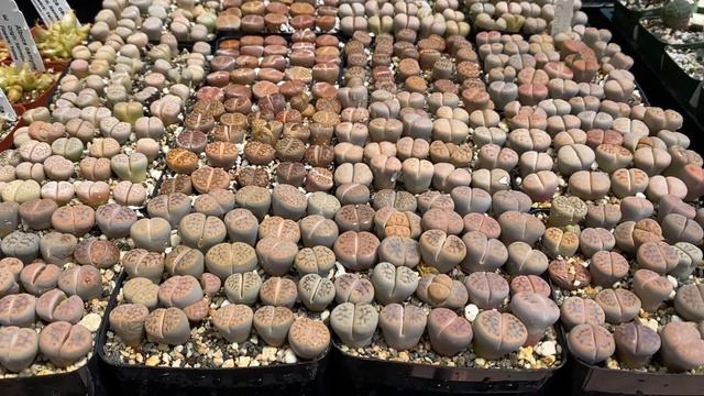 Lithops "Living Stones" смотреть онлайн