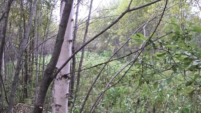 Хорошее начало! Работа Русских гончих по зайцу беляку. Нагонка, как она есть. смотреть онлайн