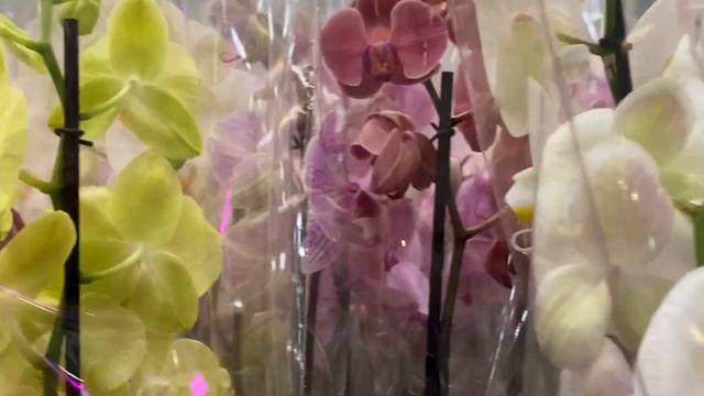 Свежие Орхидеи по 499 рублей в ИКЕА. Выберем биг лип ?) смотреть онлайн