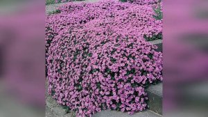 Цветы обриета: отличный вариант для любого сада