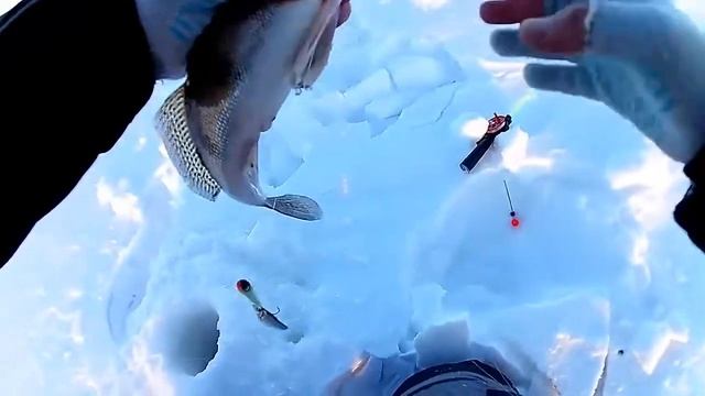 Судак на тюльку. Зимняя рыбалка. смотреть онлайн