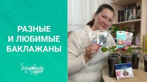 Икре «заморской» баклажанной в этом сезоне быть!  Рассада баклажан как правильно.
