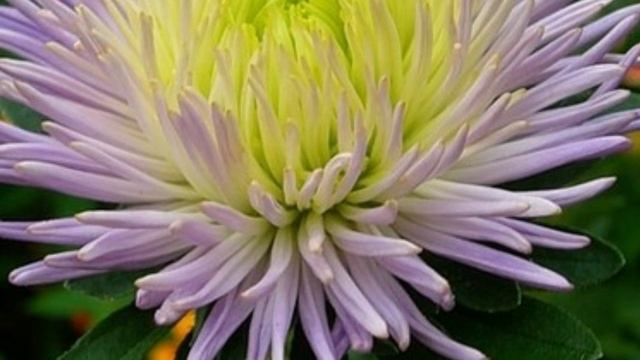 Астры, астры, астры... Мои любимые цветы смотреть онлайн