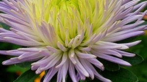 Астры, астры, астры...    Мои любимые цветы