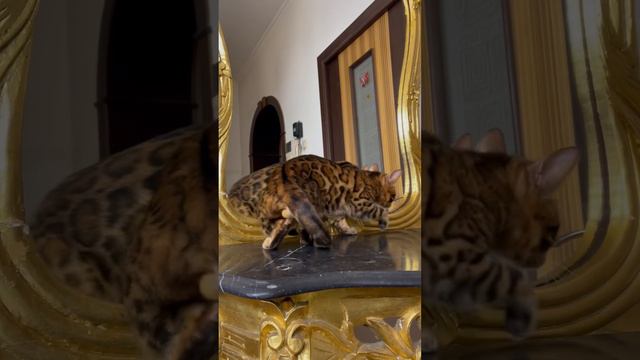 Бенгальский котёнок мальчик смотреть онлайн