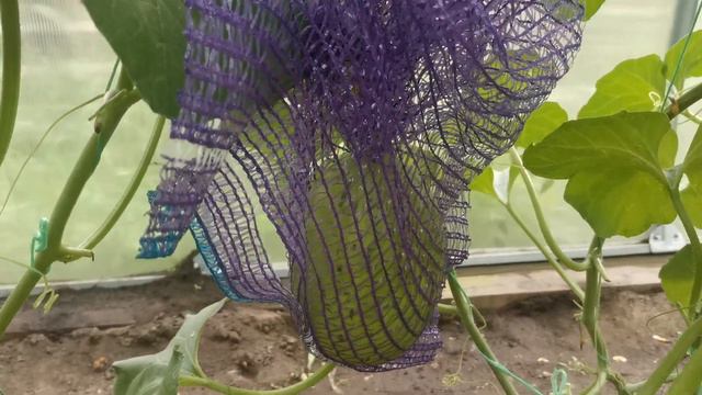 Дыня "Амал" смотреть онлайн