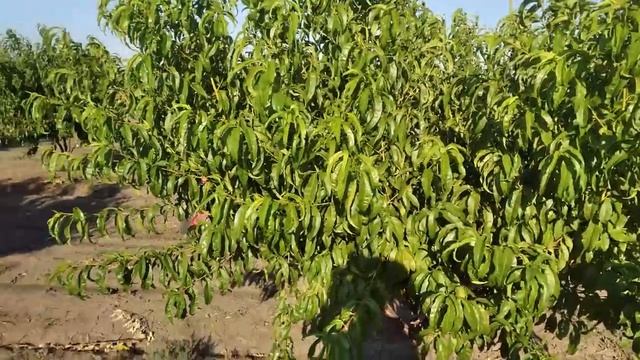 Покраснение и пожелтение листа персика летом падает лист на землю что это и что делать. смотреть онлайн