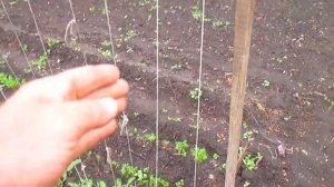 Как формировать горох.