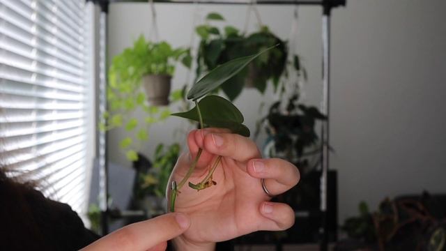 Houseplant Propagation for Beginners ? Heartleaf Philodendron смотреть онлайн
