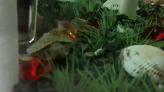 My Center Table Aquarium 2 смотреть онлайн