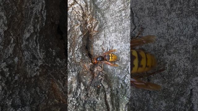 Шершень обыкновенный (Vespa crabro). смотреть онлайн