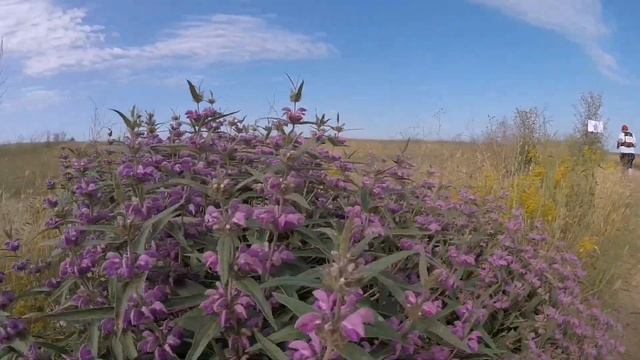 Генеральские пляжи, Крым