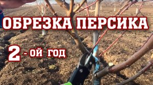 Правильная обрезка персика ⧸ 2-ой год после посадки ⧸ опытный участок