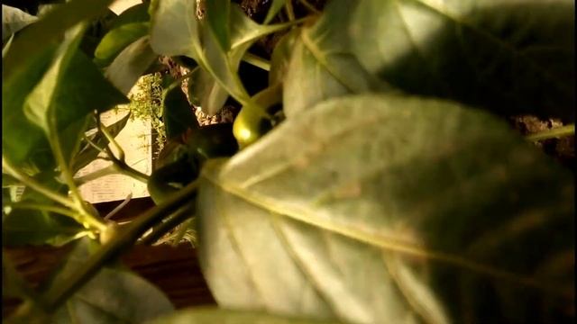 Сбор урожая на даче 24-25 июня 2020 г. Борюсь со слизнями. смотреть онлайн