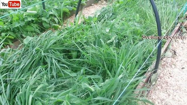 НЕ СЛУШАЙТЕ ГЛУПЫХ О СИДЕРАТАХ! КАКИЕ СИДЕРАТЫ НАДО ОБЯЗАТЕЛЬНО СРЕЗАТЬ ОСЕНЬЮ,А КАКИЕ ОСТАВИТЬ.. смотреть онлайн