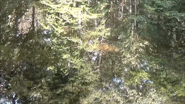 Нашли редкую САБЛЮ в древнейшем сказочном лесу. ЖЕНА В ШОКЕ! смотреть онлайн