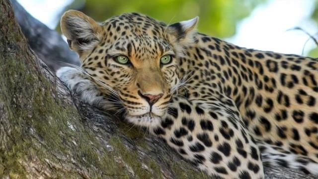 Эти люди посещали парк более 50 лет и ни разу не видели ничего подобного смотреть онлайн