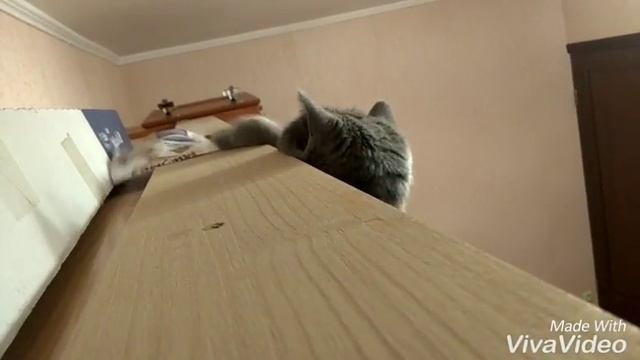 Лакомство для кошек смотреть онлайн