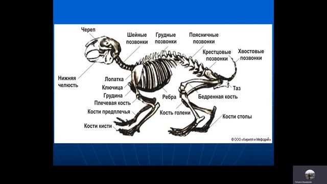 Видеолекция № 4 по биологии 7 класс смотреть онлайн