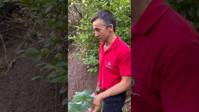 Новости Вивасан. Новинки 2022 - 2023. Эвкалипт "Мадейра" смотреть онлайн