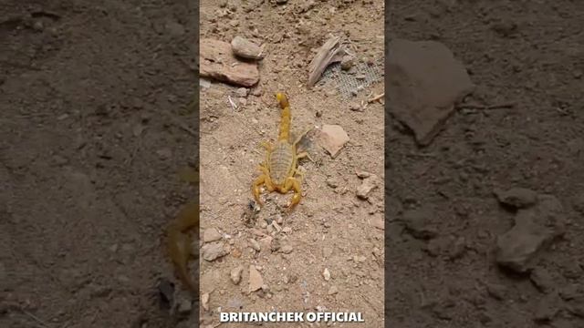 ONAMNI CHAQGAN CHAYON SCORPION UWLAND The scorpion that bit my mother. Скорпион, укусивший мою мать смотреть онлайн