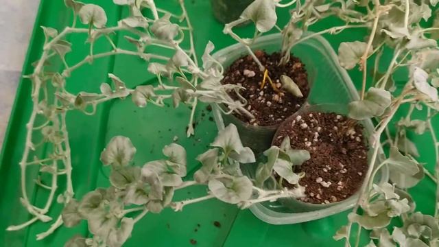 Дихондра серибристая размножение отводками . смотреть онлайн