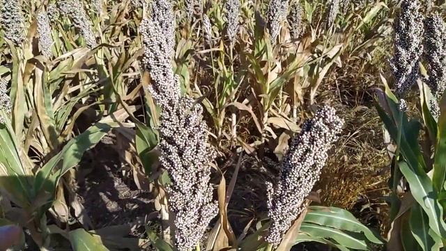 13.09.2019 Уборка сорго! Технология NO-TILL! Выводы! смотреть онлайн