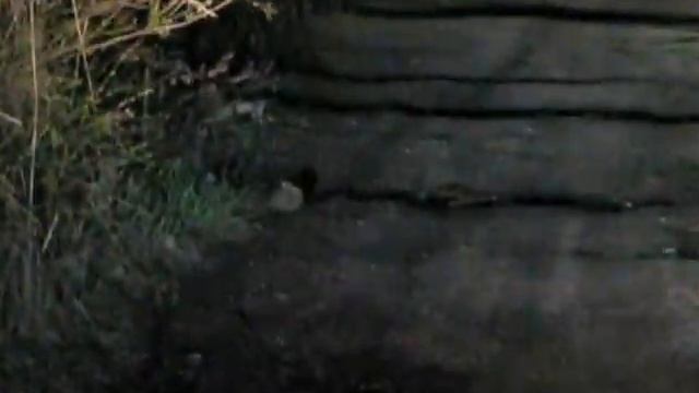 Зайчик маленький Little bunny смотреть онлайн