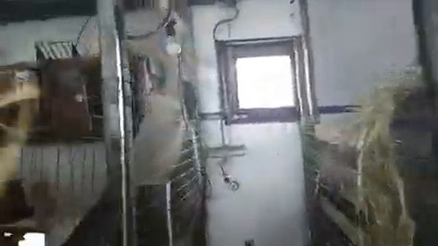 Как выбрать козу? Признаки удойной козы/Устройство козлятника/Мои рекомендации смотреть онлайн