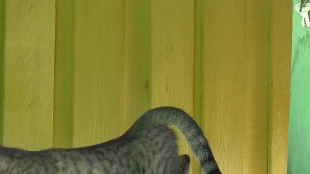 Как узнать что кошка хочет кота смотреть онлайн