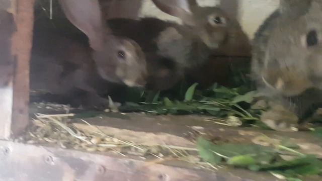 Як боремося з спекою в кролятнику? Дуже просто. смотреть онлайн