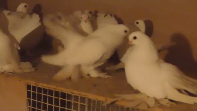 голуби статные белые Владимир 89515531409 смотреть онлайн