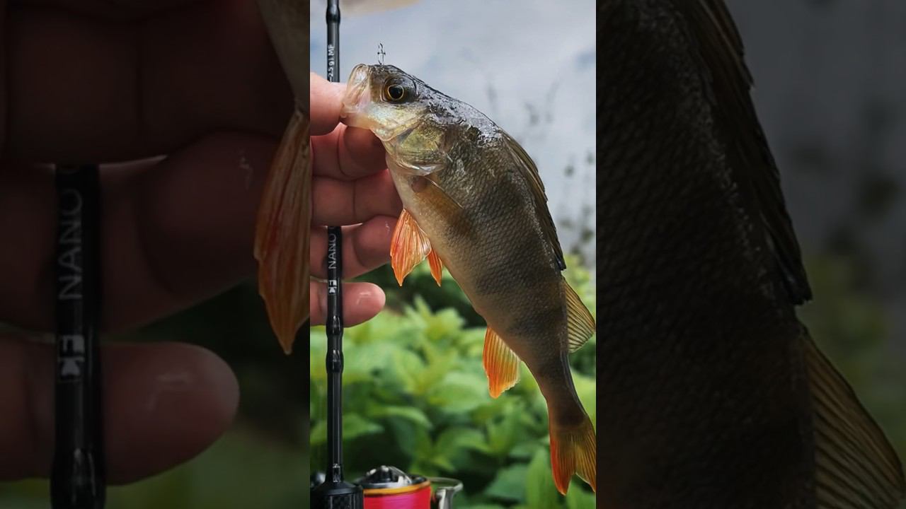 #наноджиг на реке / тест #xul комплекта #рыбалка #мормышинг #окунь #мормо #мормышка #микроджиг #cf смотреть онлайн