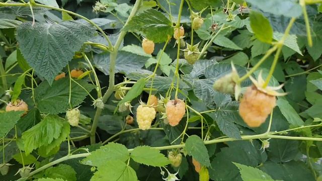 МАЛИНА РЕМОНТАНТНАЯ. ЗОЛОТАЯ ОСЕНЬ ВКУСНЕЙШАЯ МАЛИНА. ТопСад смотреть онлайн