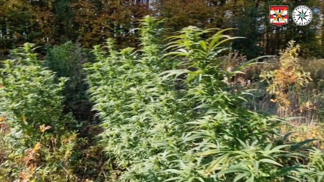 Тайна в чешском лесу