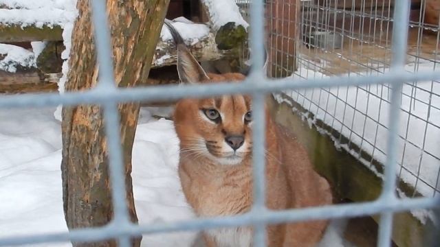 ПАРК ПТИЦ ВОРОБЬИ. Самый большой парк птиц в России. Необычное общение с животными. смотреть онлайн