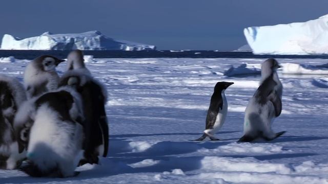 Adelie Penguin Slaps Giant Emperor Chick! смотреть онлайн