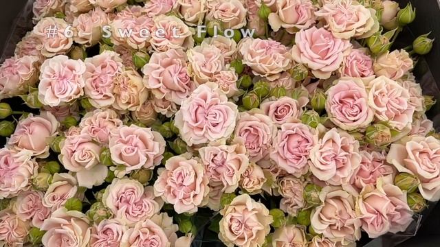 Top 10 Dutch Spray Roses || 10 Branched Rose Varieties From Holland смотреть онлайн